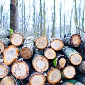 TIMBER