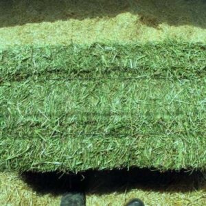 ALFALFA HAY