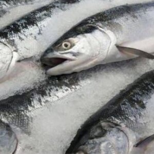 FROZEN FISH