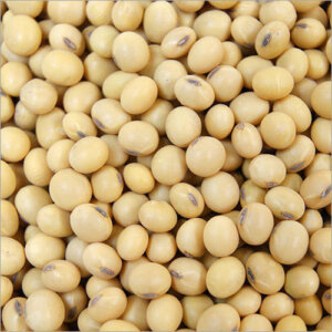 FERTILIZED CHICKEN EGGS