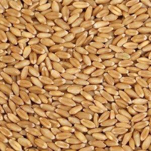 WHEAT GRAINS